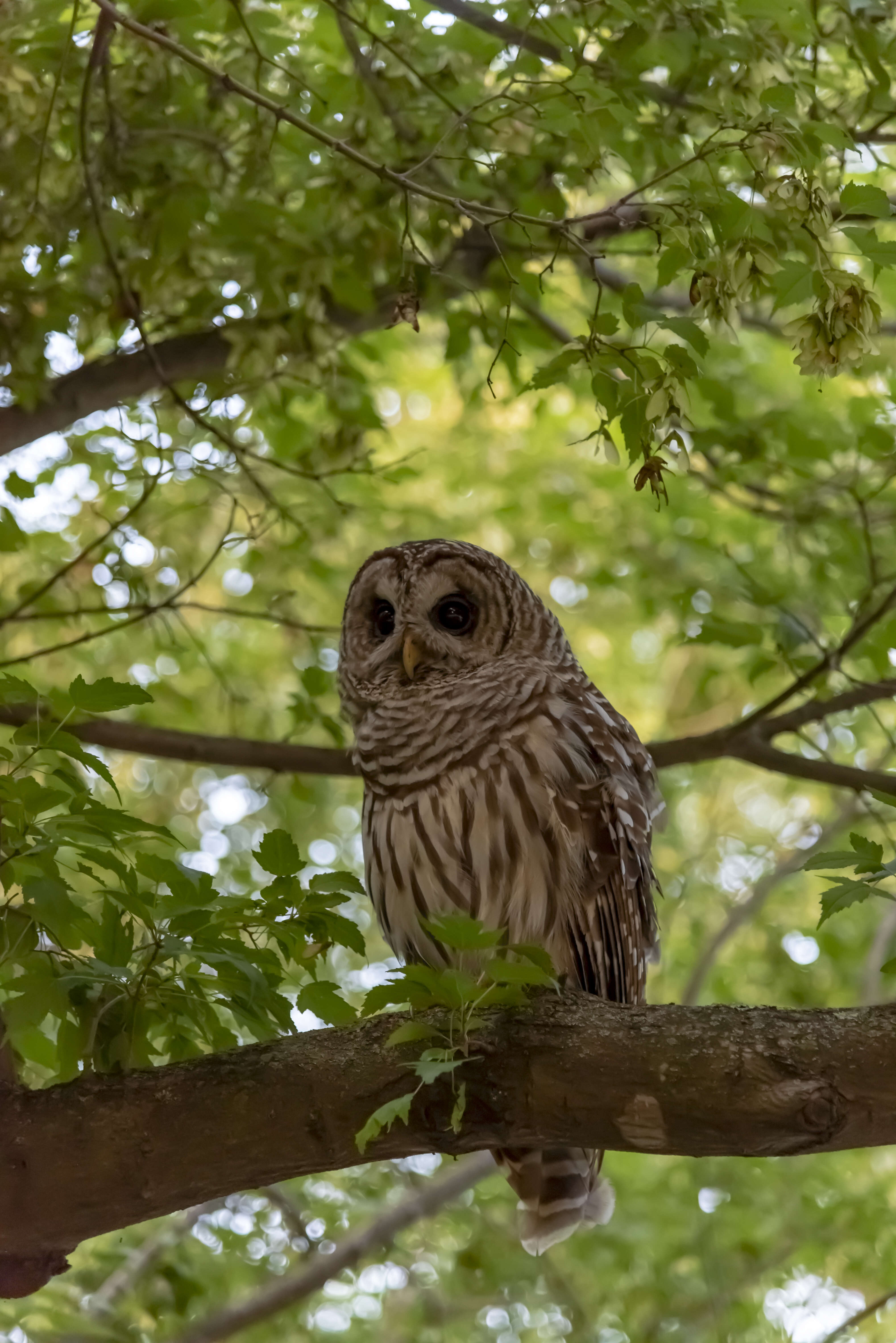 Image of Barred Owl