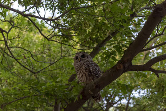 Image of Barred Owl