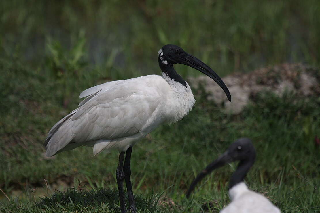 Image of Black-headed Ibis