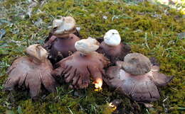 Image of Red-brown Earthstar