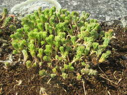 Image of Tasteless Stonecrop