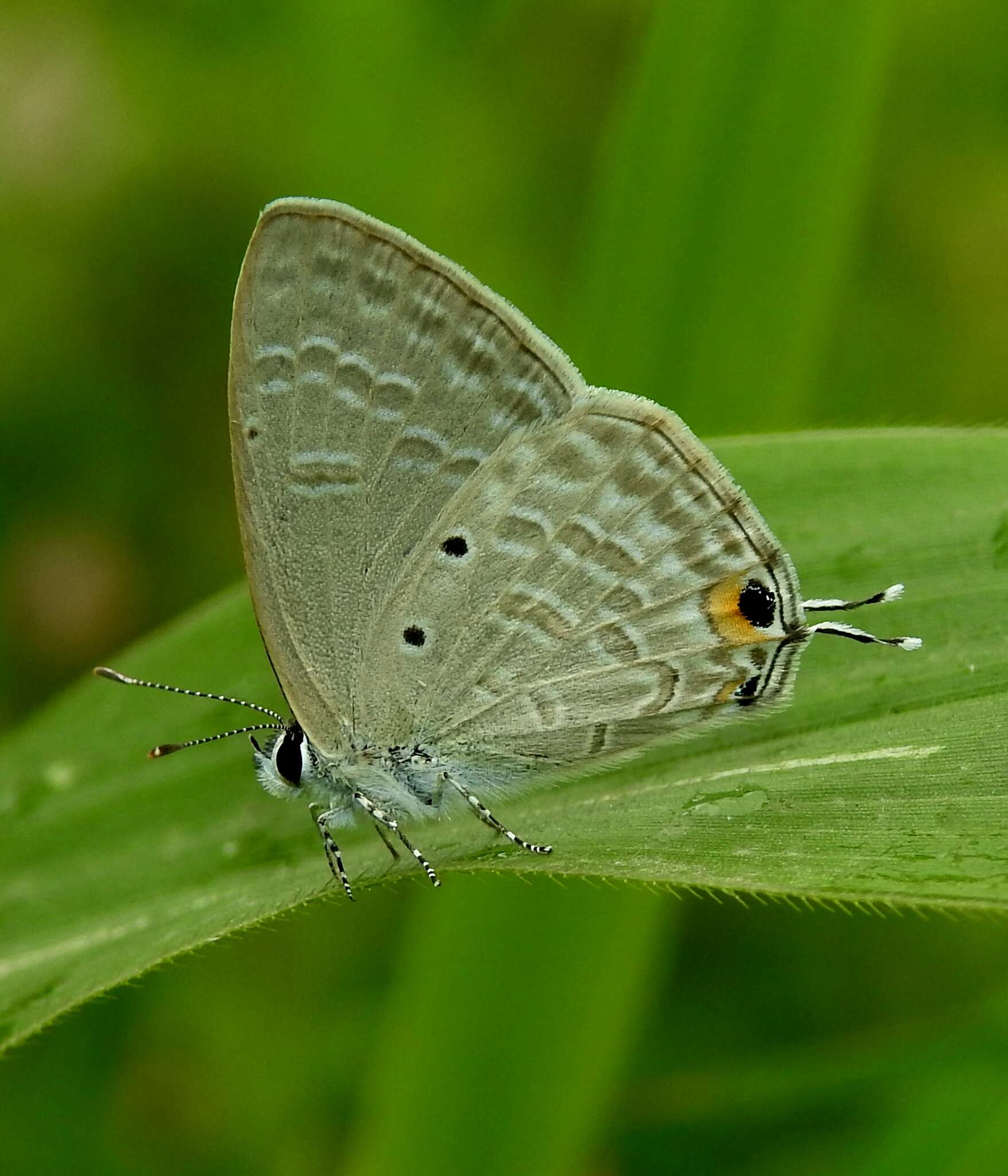 Imagem de Catochrysops strabo (Fabricius 1793)