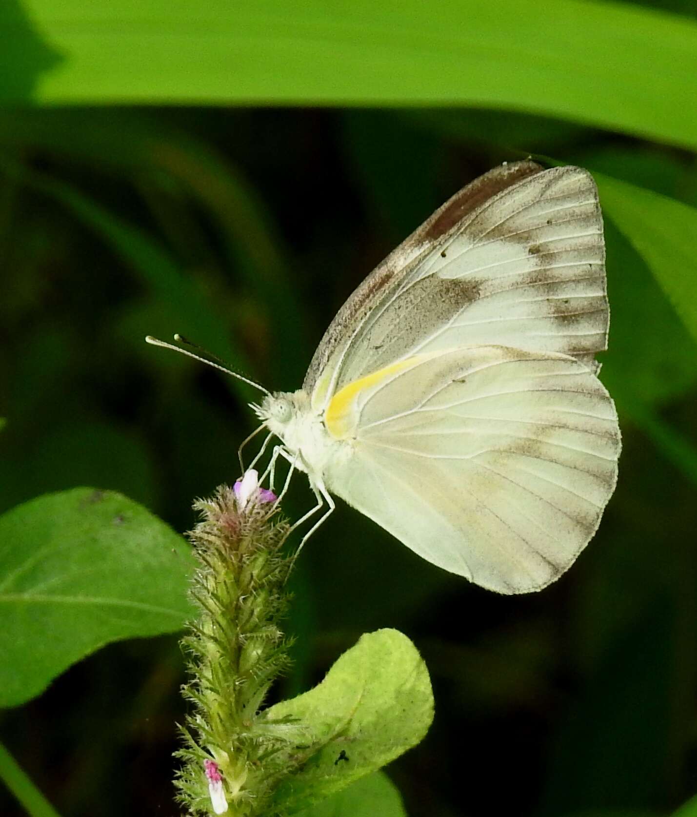 Image of Western Striped Albatross