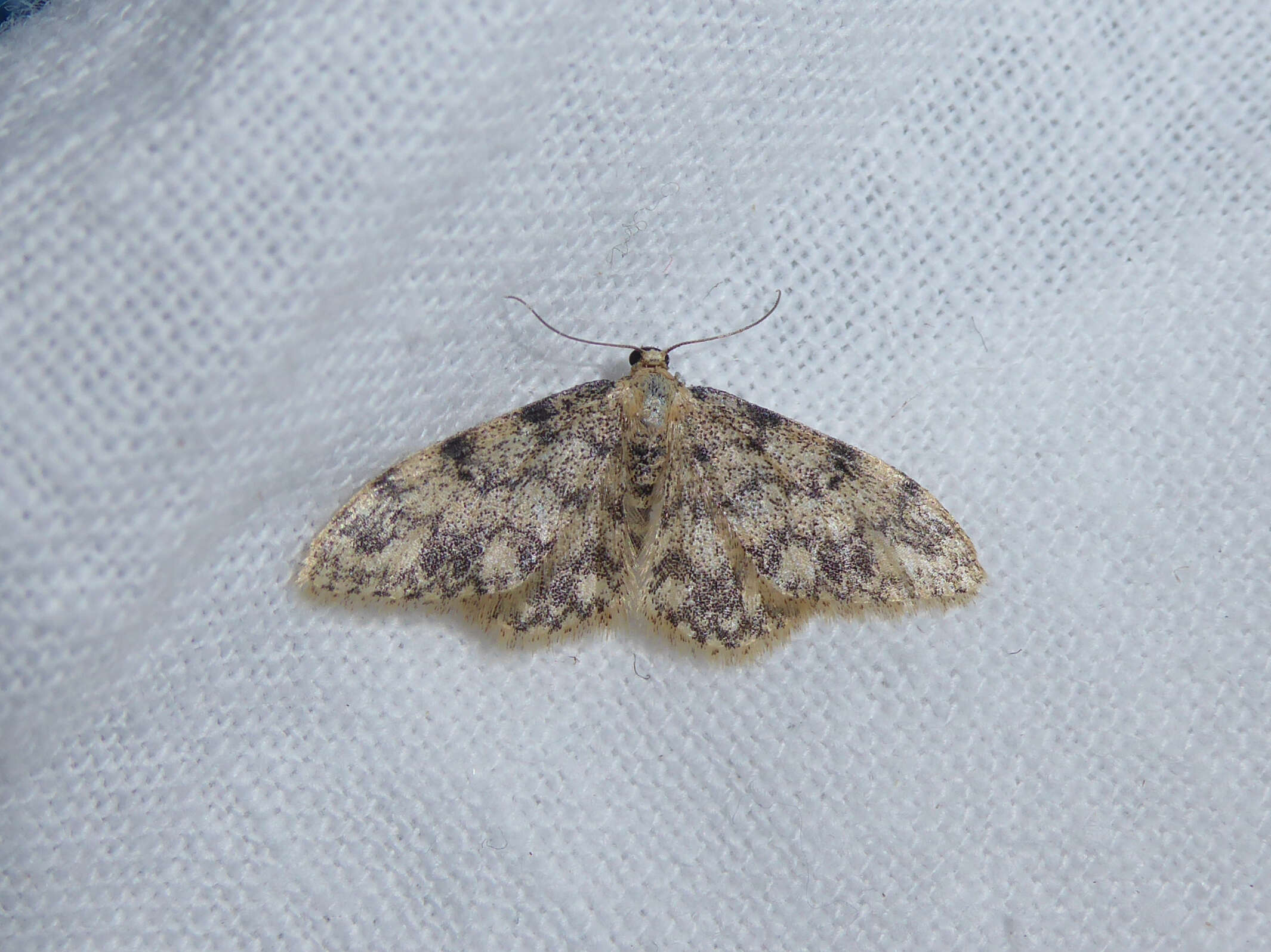 Image de Idaea contiguaria Hübner 1798