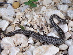 Image of Adder