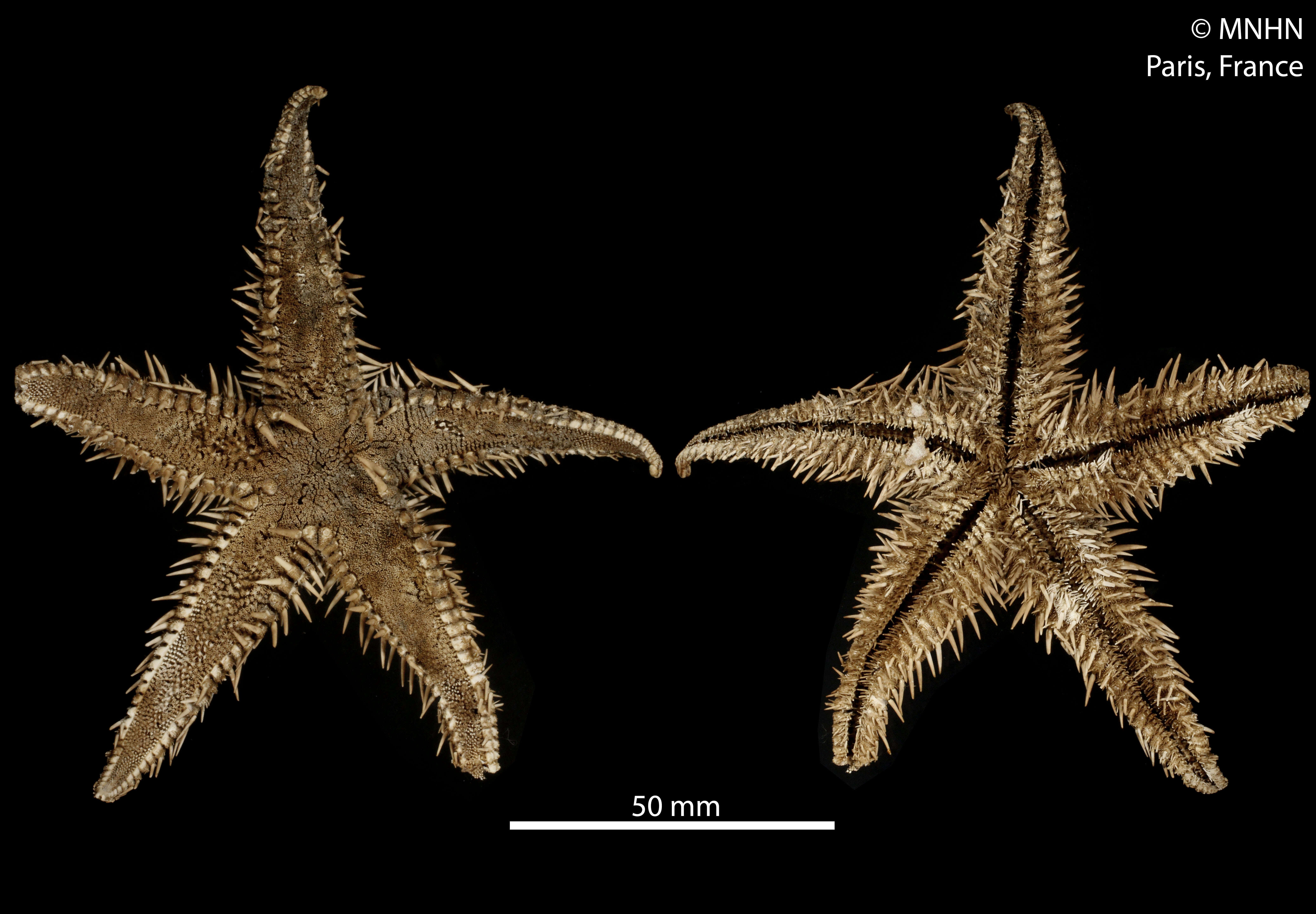 Image of Astropecten polyacanthus Müller & Troschel 1842