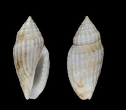 Eucithara conohelicoides (Reeve 1846)的圖片