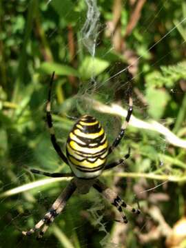 Image of Barbary Spider