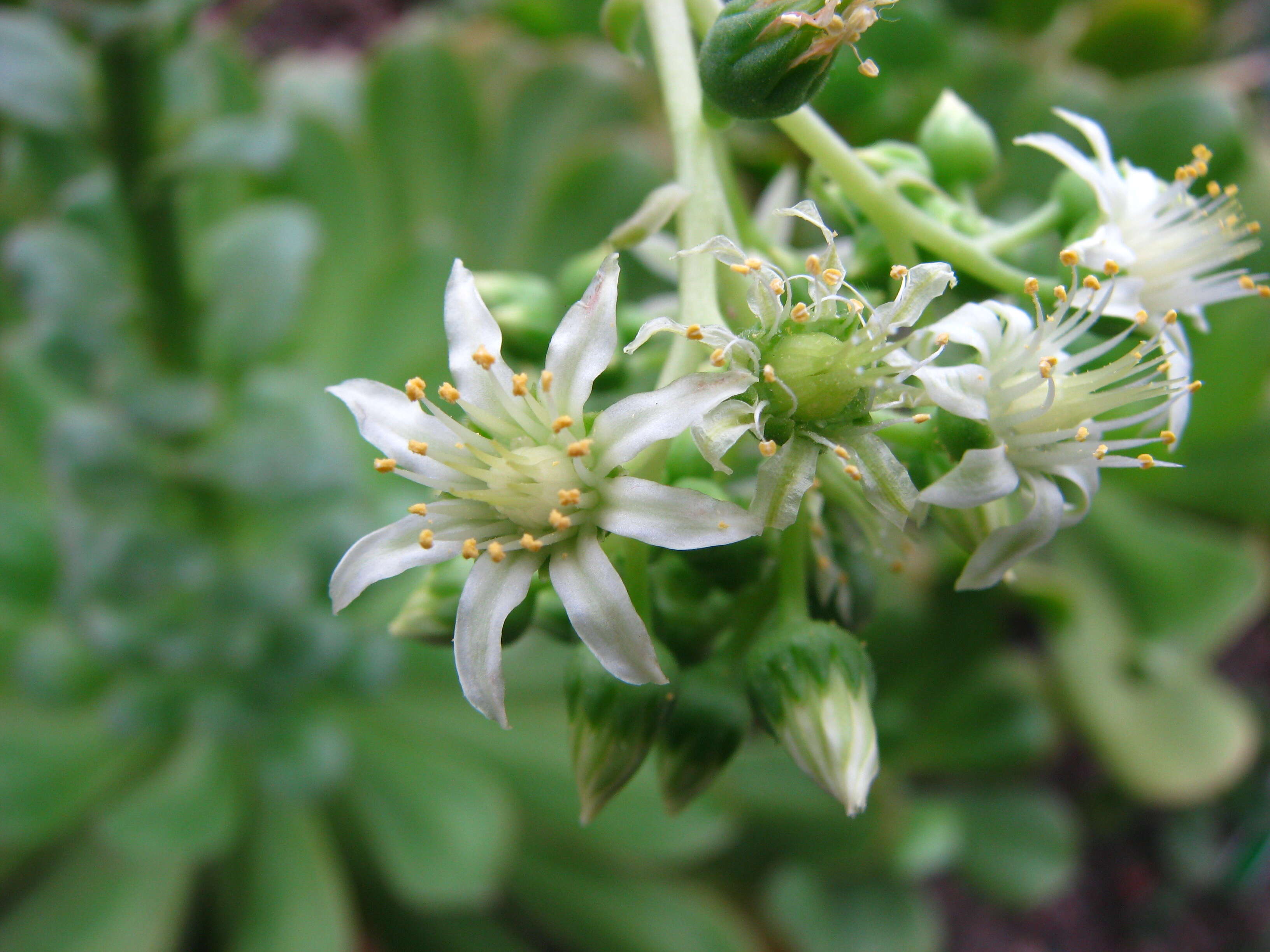 Image of Aeonium canariense (L.) Webb & Berth.