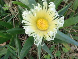 Image of hottentot fig