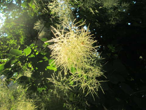 Image of European smoketree