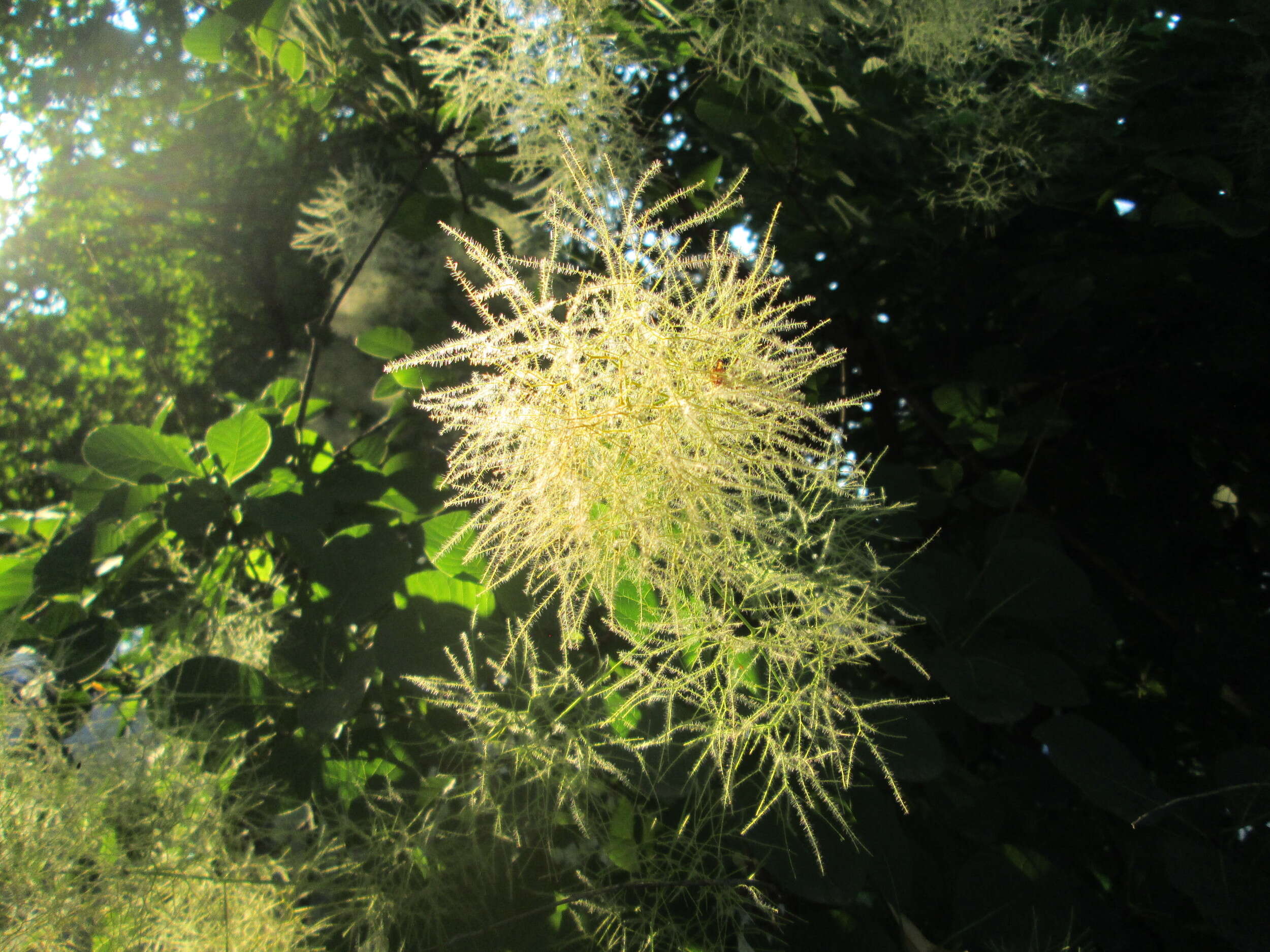 Image of European smoketree