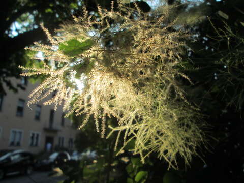 Image de "Arbre à perruque, Sumac Fustet"