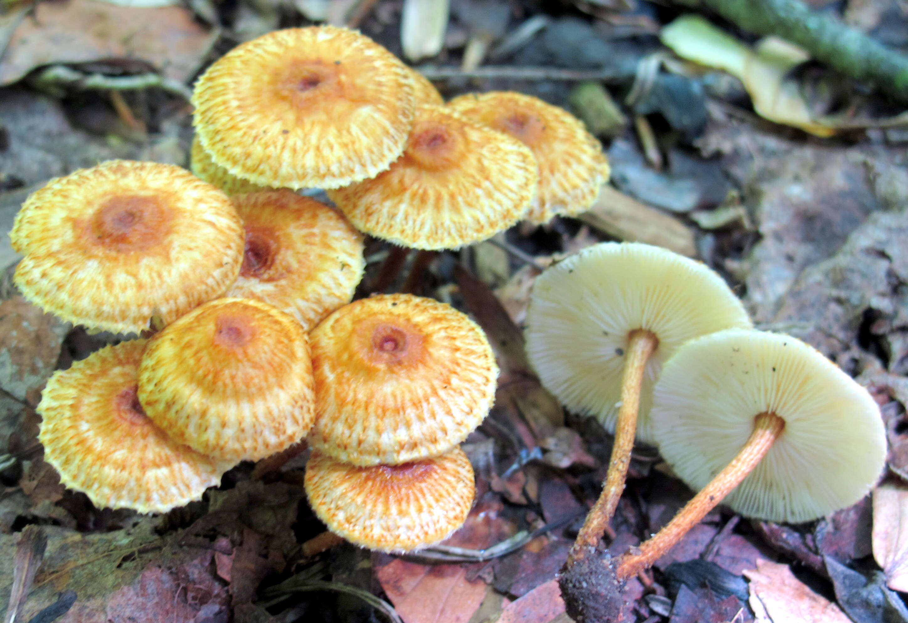 Plancia ëd Collybia zonata (Peck) Sacc. 1887