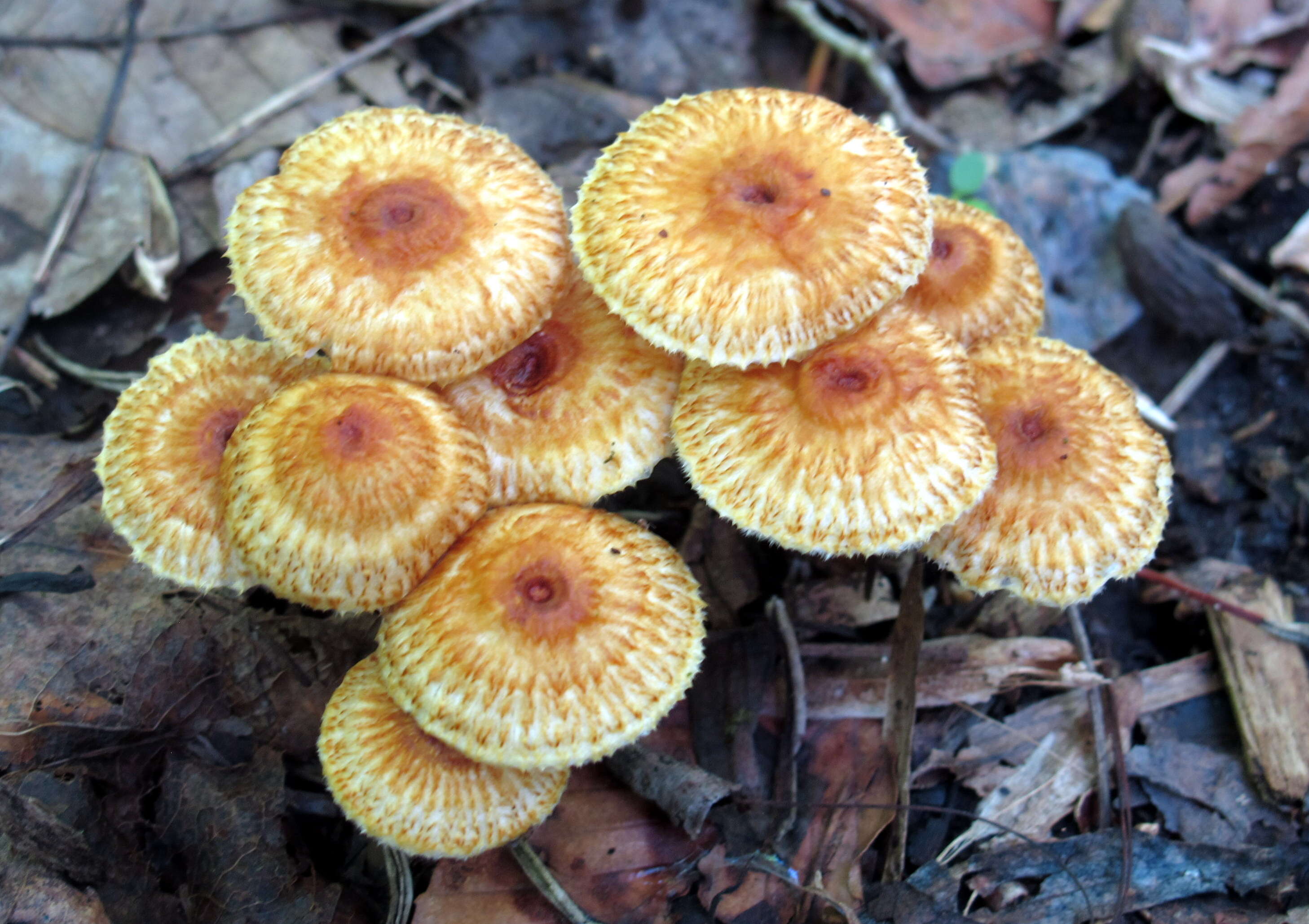 Plancia ëd Collybia zonata (Peck) Sacc. 1887