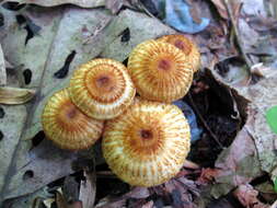 Plancia ëd Collybia zonata (Peck) Sacc. 1887