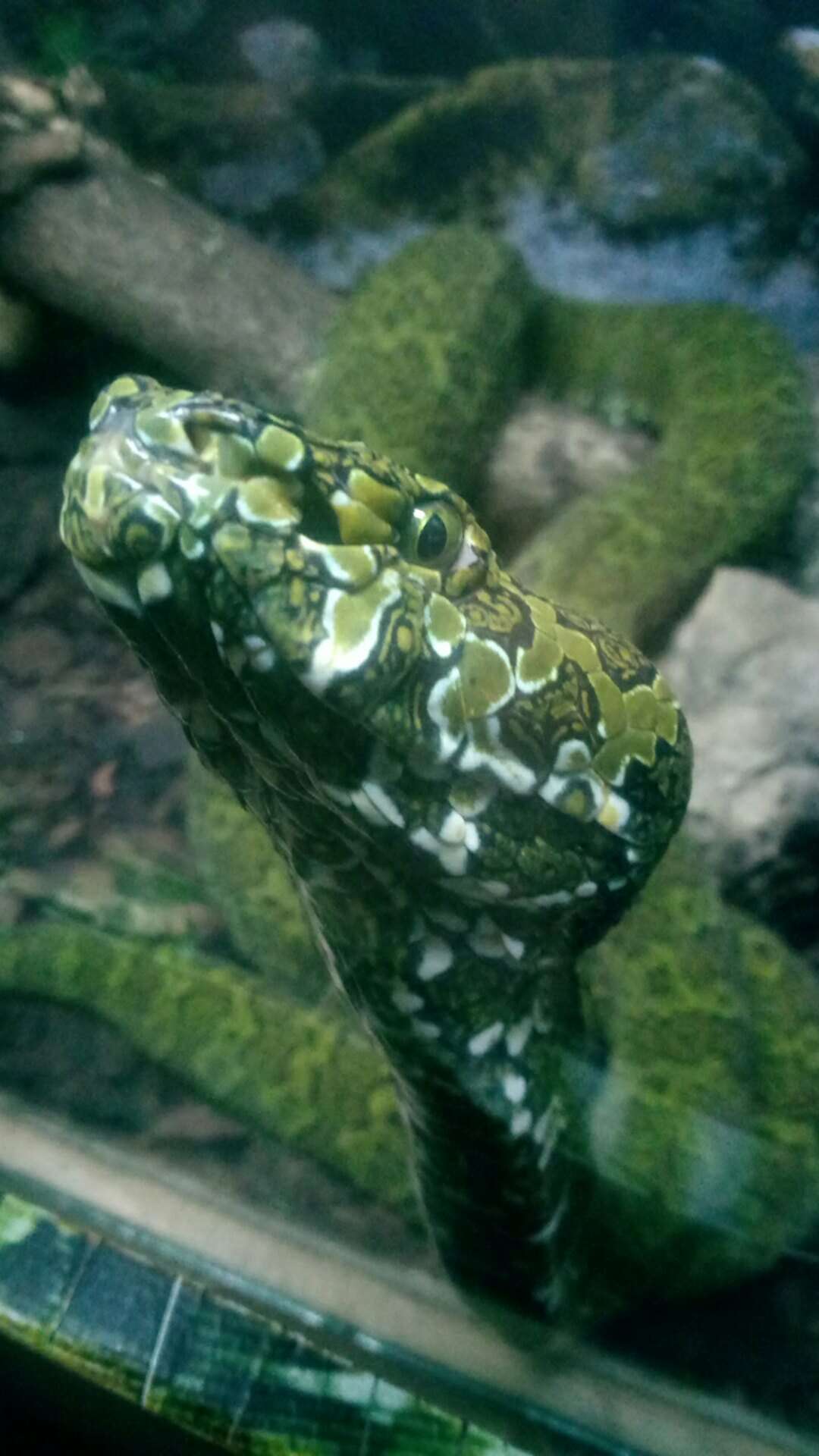 Image of Mang Mountain Pit Viper