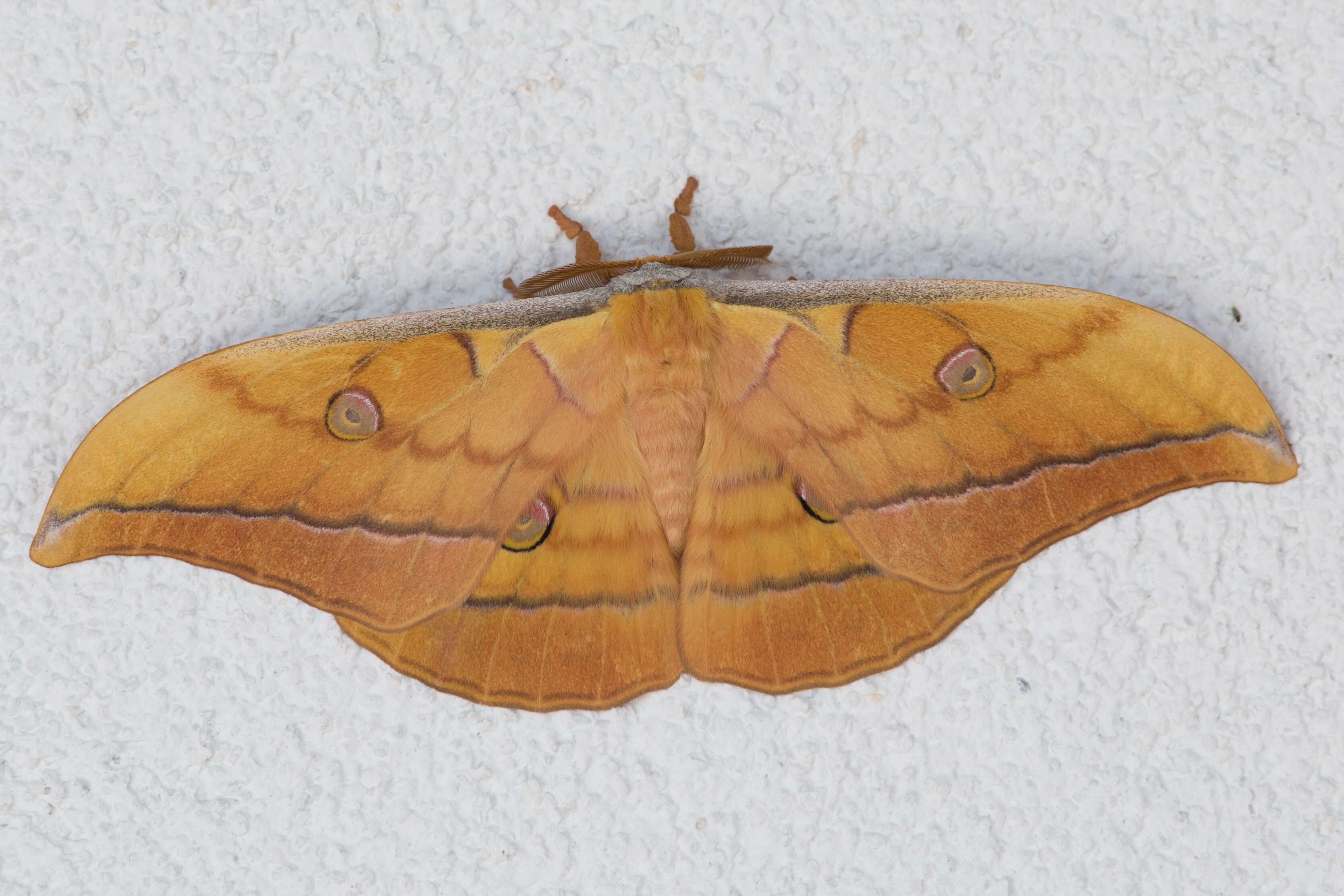 Image of Antheraea yamamai (Guérin-Méneville 1861)