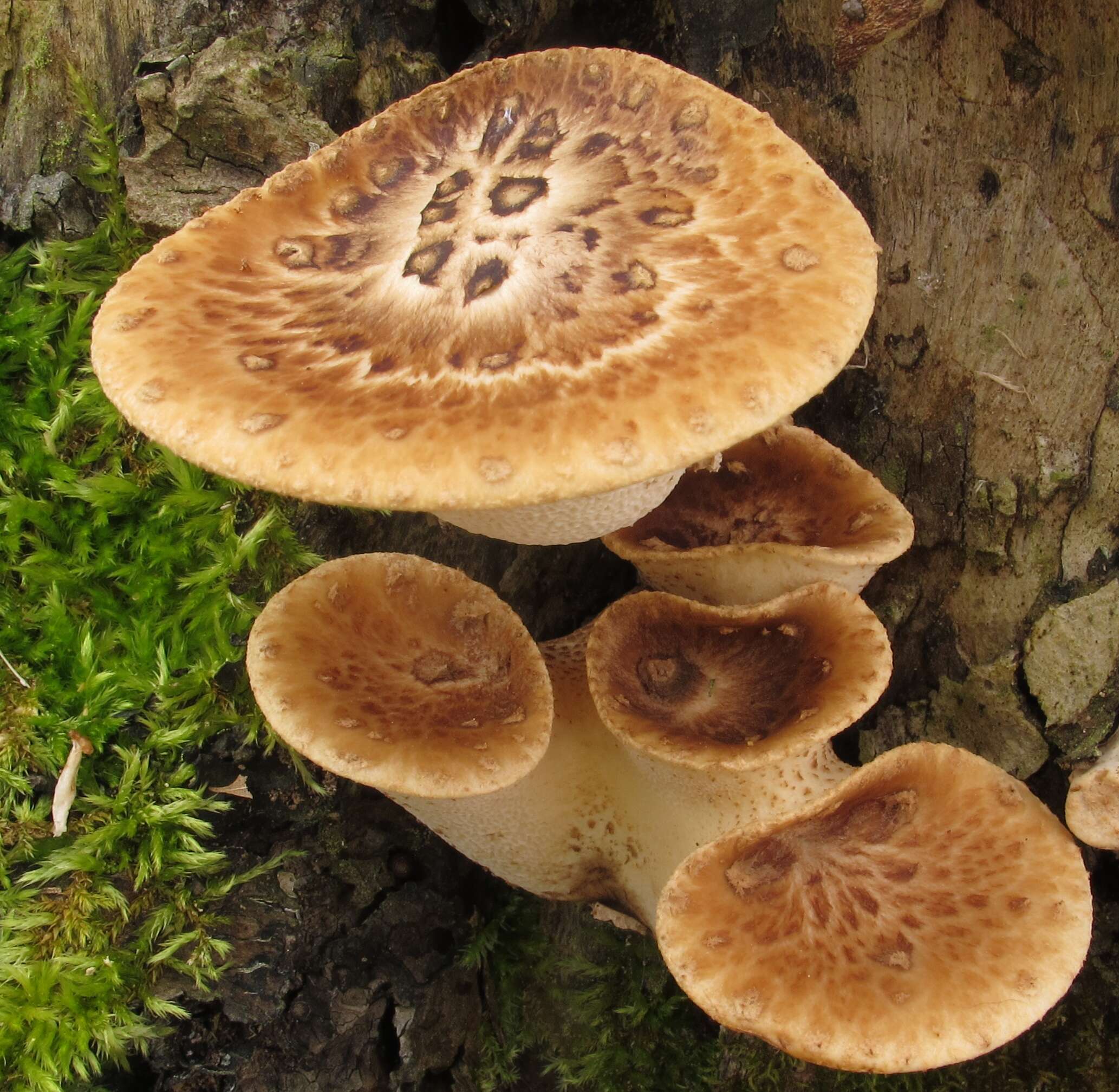 Image of dryad's saddle