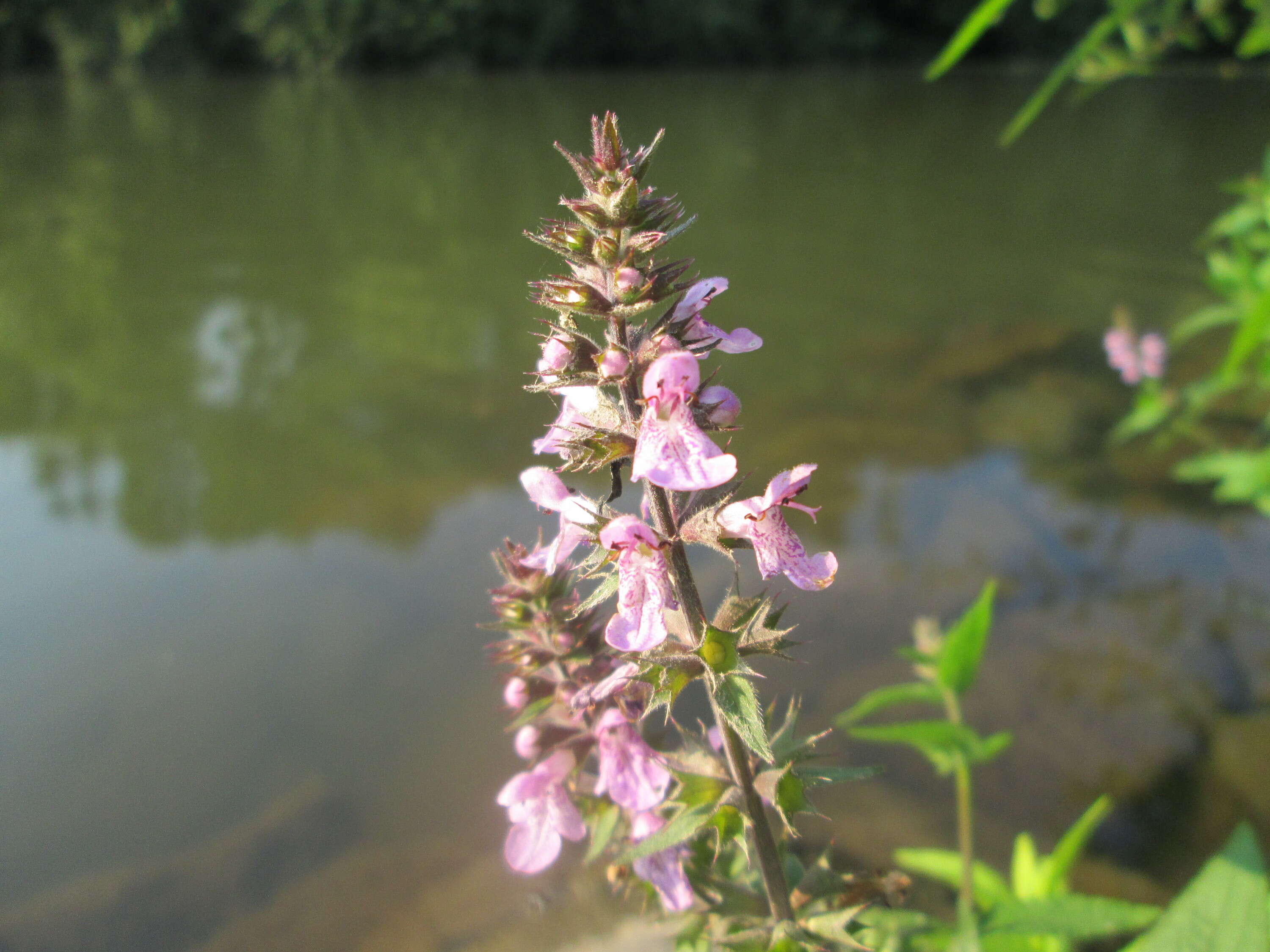 Image of Hedge-nettle