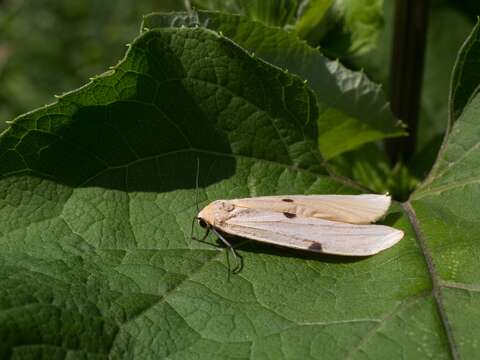 Image of four-spotted footman