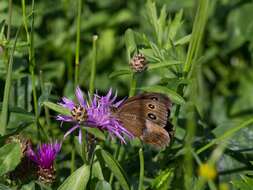 Image of Minois dryas