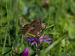 Image of Minois dryas