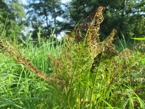 Imagem de Rumex obtusifolius L.