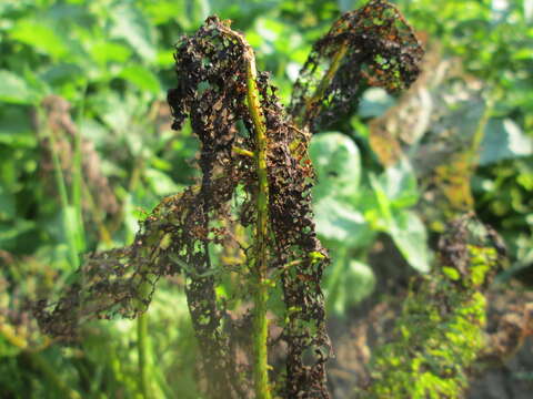 Imagem de Rumex obtusifolius L.