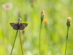 Image of dingy skipper