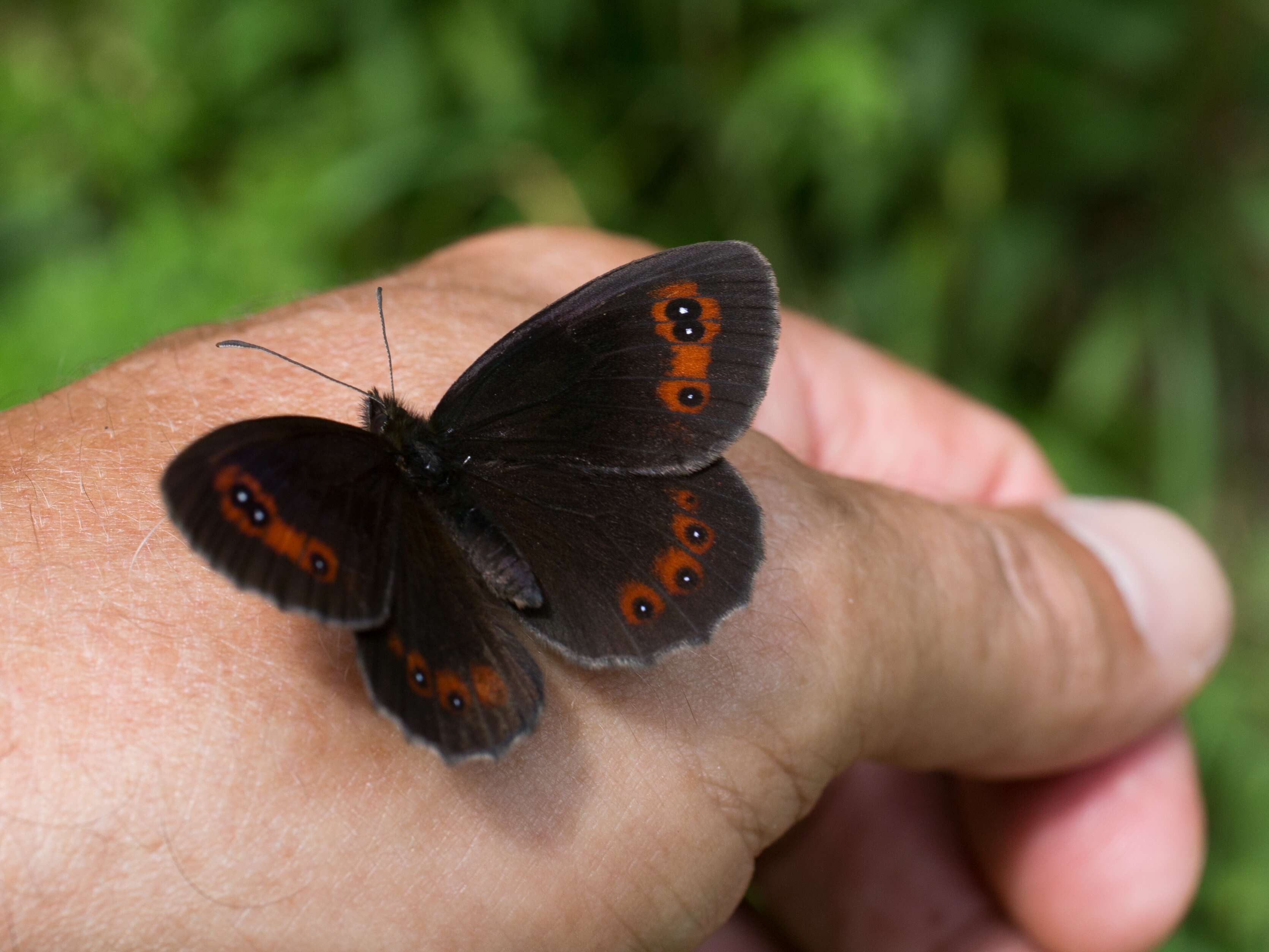 Image of scotch argus