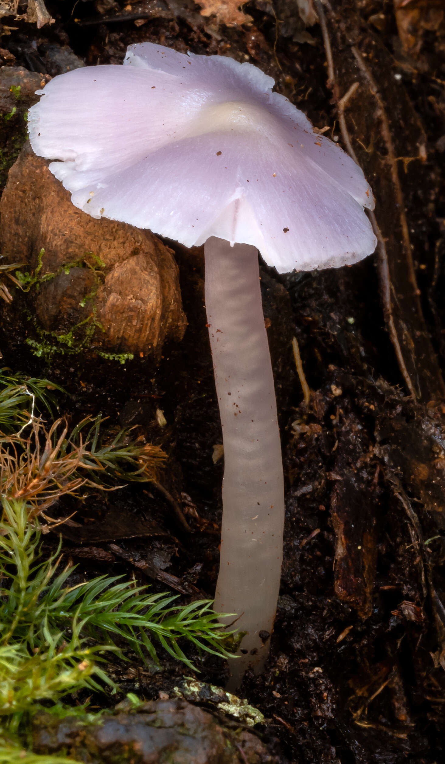 Sivun Porpolomopsis lewelliniae (Kalchbr.) Lodge, Padamsee & S. A. Cantrell 2013 kuva