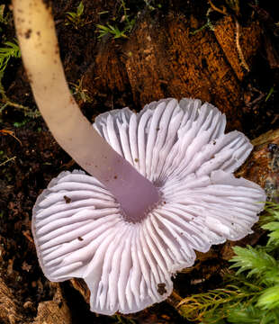 Image of Porpolomopsis lewelliniae (Kalchbr.) Lodge, Padamsee & S. A. Cantrell 2013