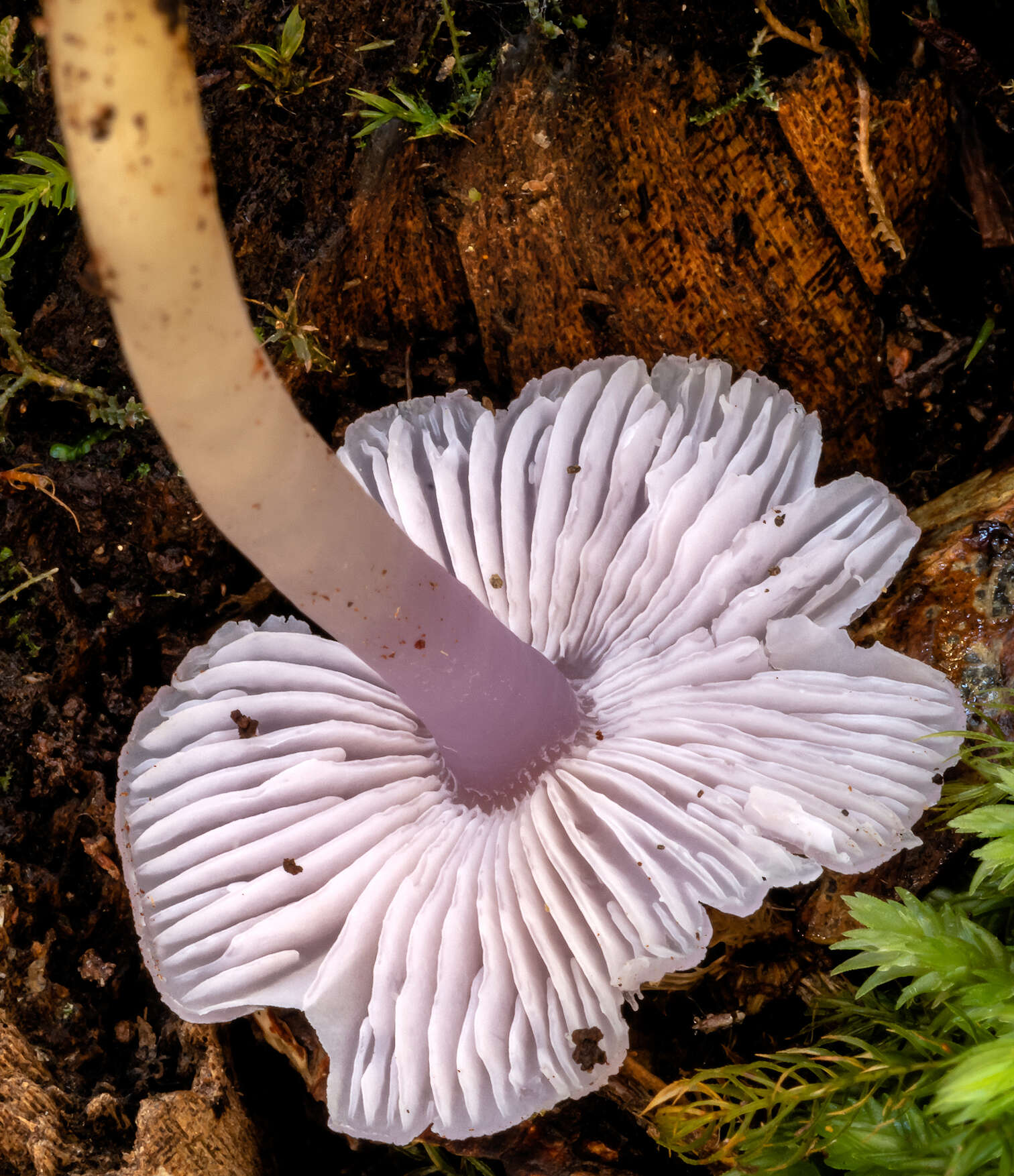 Sivun Porpolomopsis lewelliniae (Kalchbr.) Lodge, Padamsee & S. A. Cantrell 2013 kuva