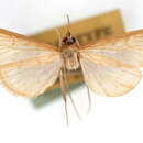 صورة Munroeodes australis Munroe 1964