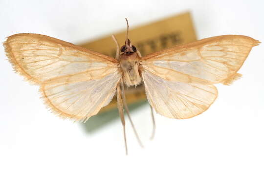 صورة Munroeodes australis Munroe 1964