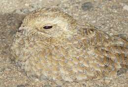 Image of Golden Nightjar