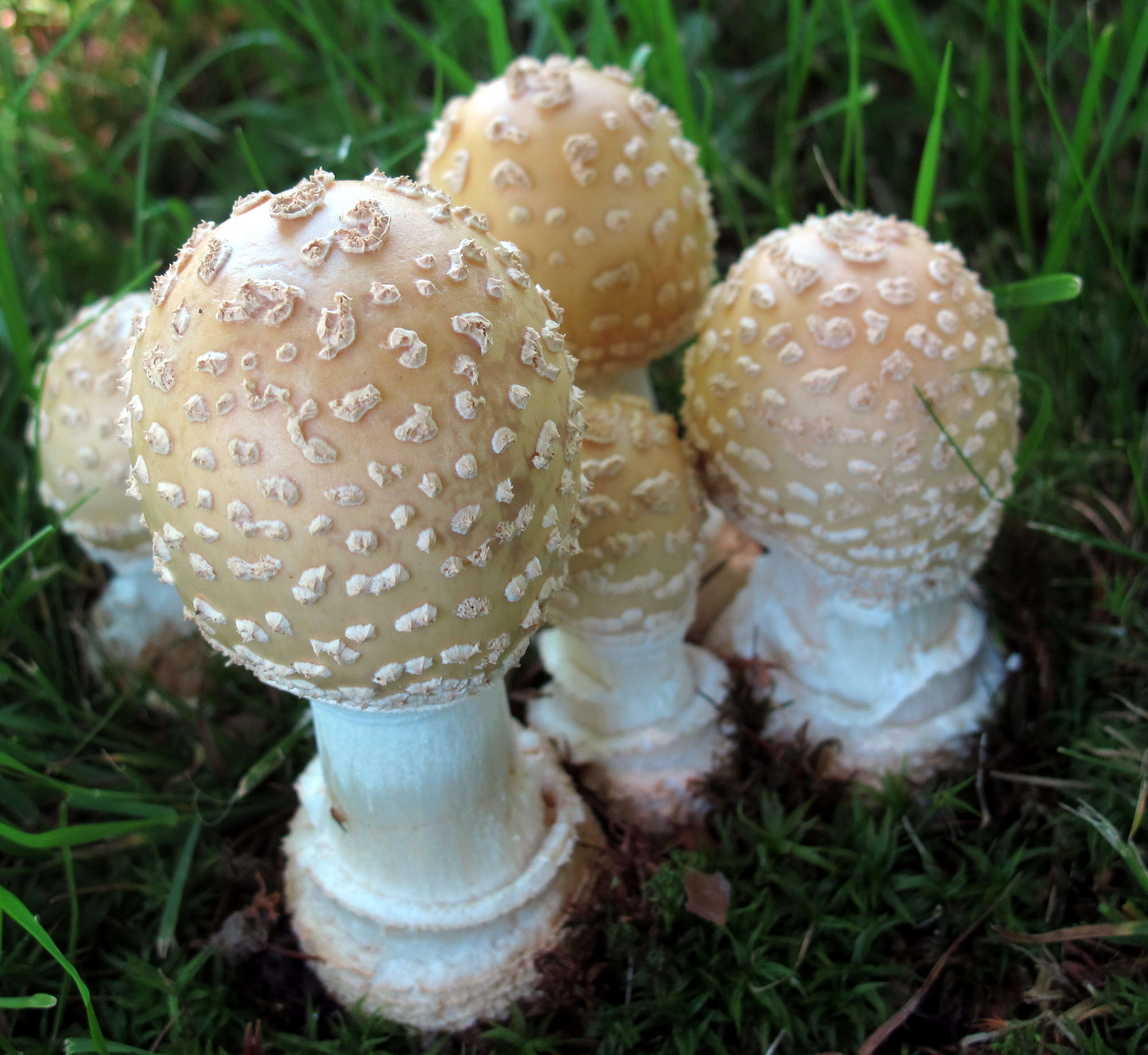 Image of Amanita velatipes G. F. Atk. 1900