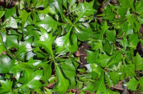 Image of Vitex lignum-vitae A. Cunn. ex Schauer