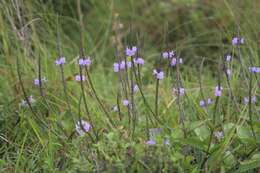 Image of light-blue snakeweed