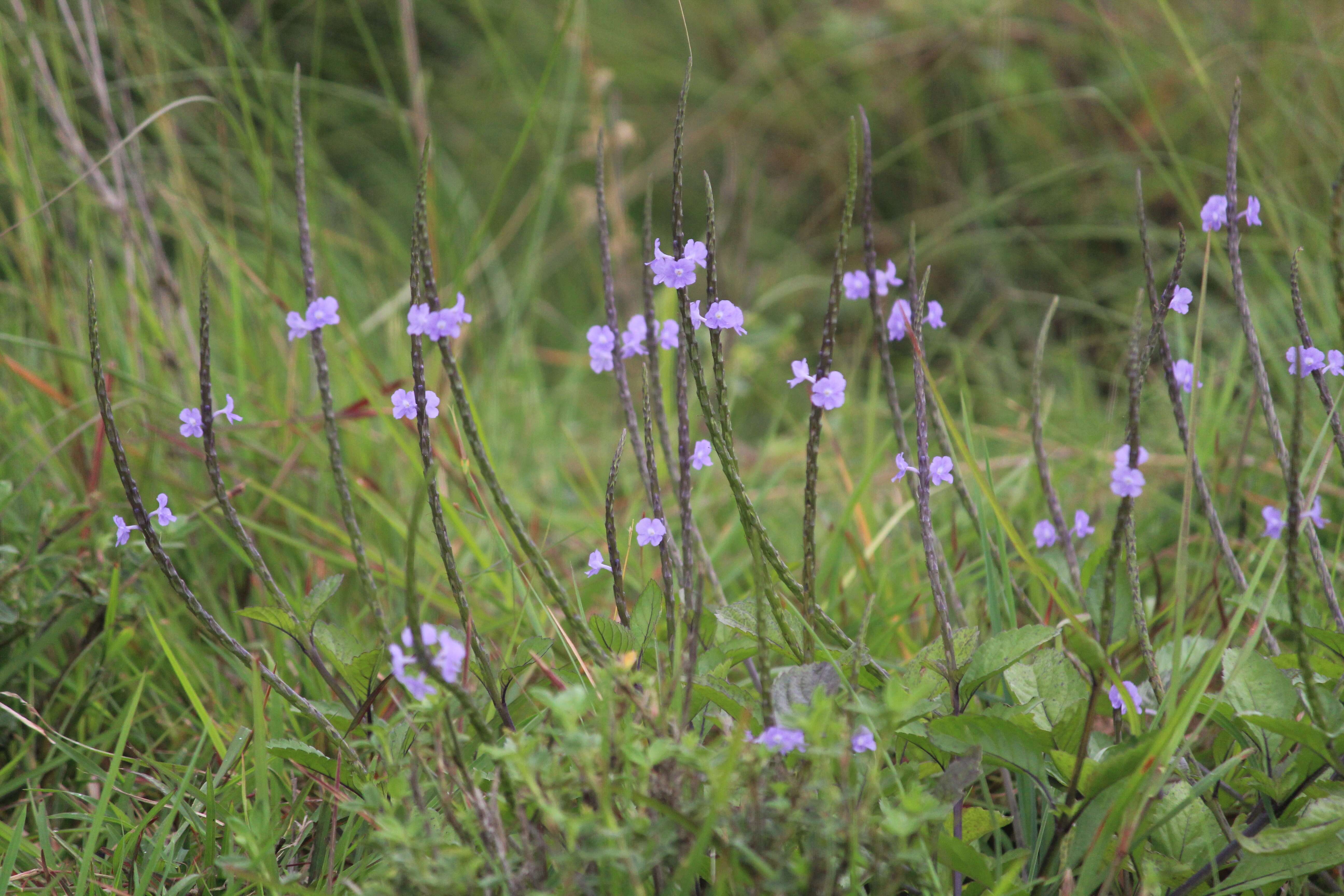 Image of light-blue snakeweed