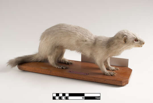 Image of domestic ferret