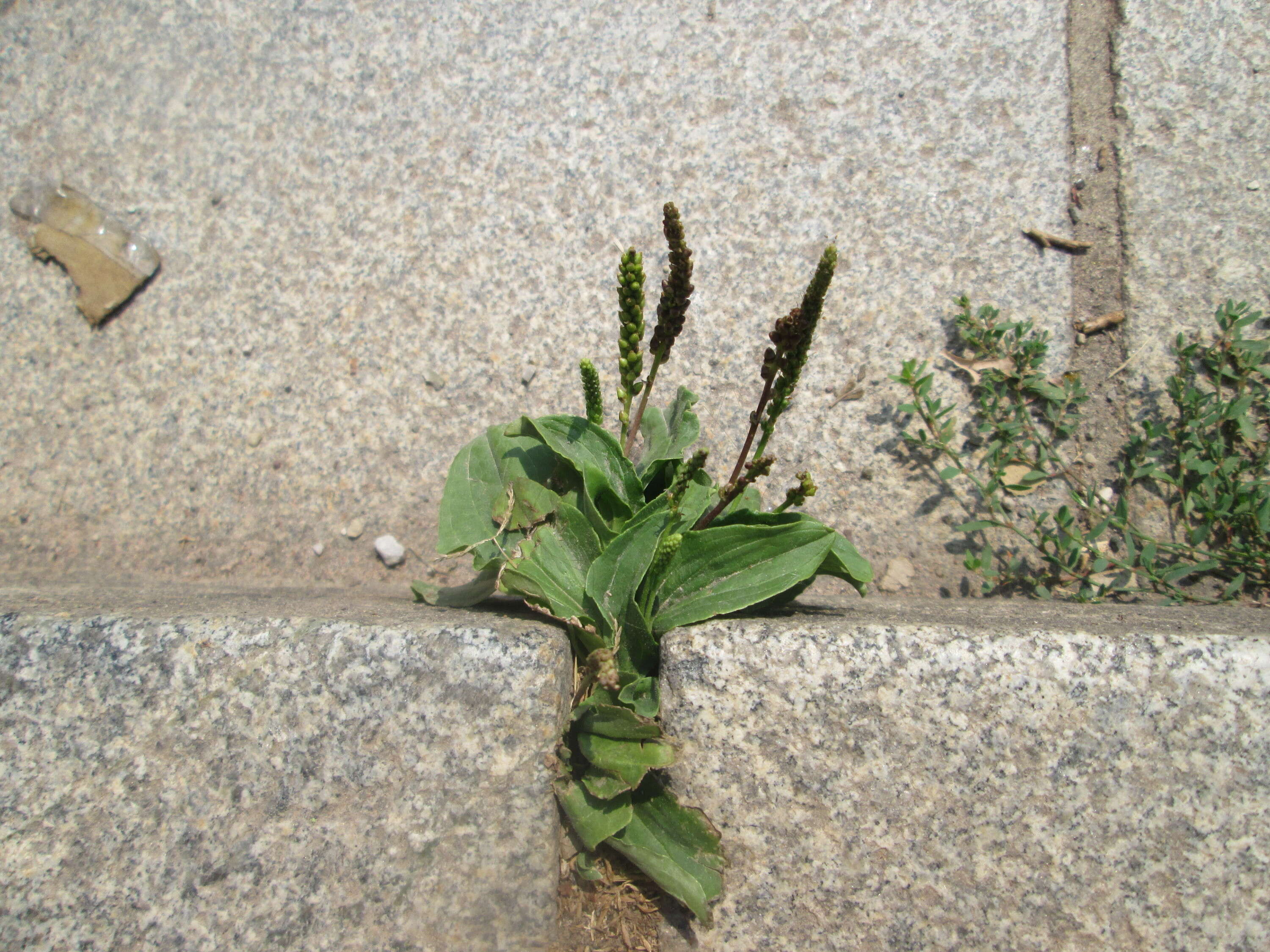 Image of Broadleaf Plantain