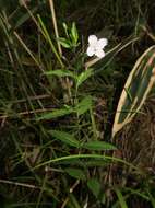 Image of willowherb