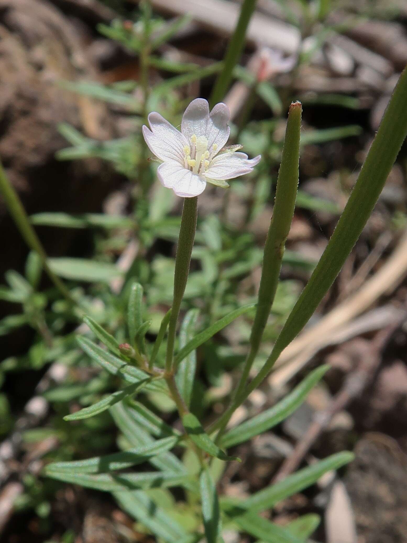 Image of willowherb