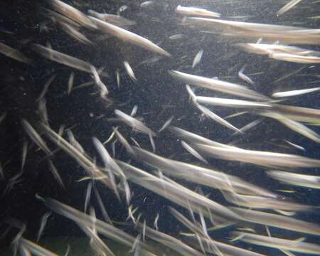 Image de Anchois de l&#39;Afrique australe