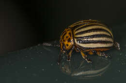 Image of Colorado potato beetle