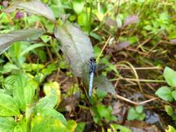 Image of blue marsh hawk