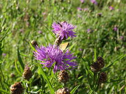 Image of brown knapweed