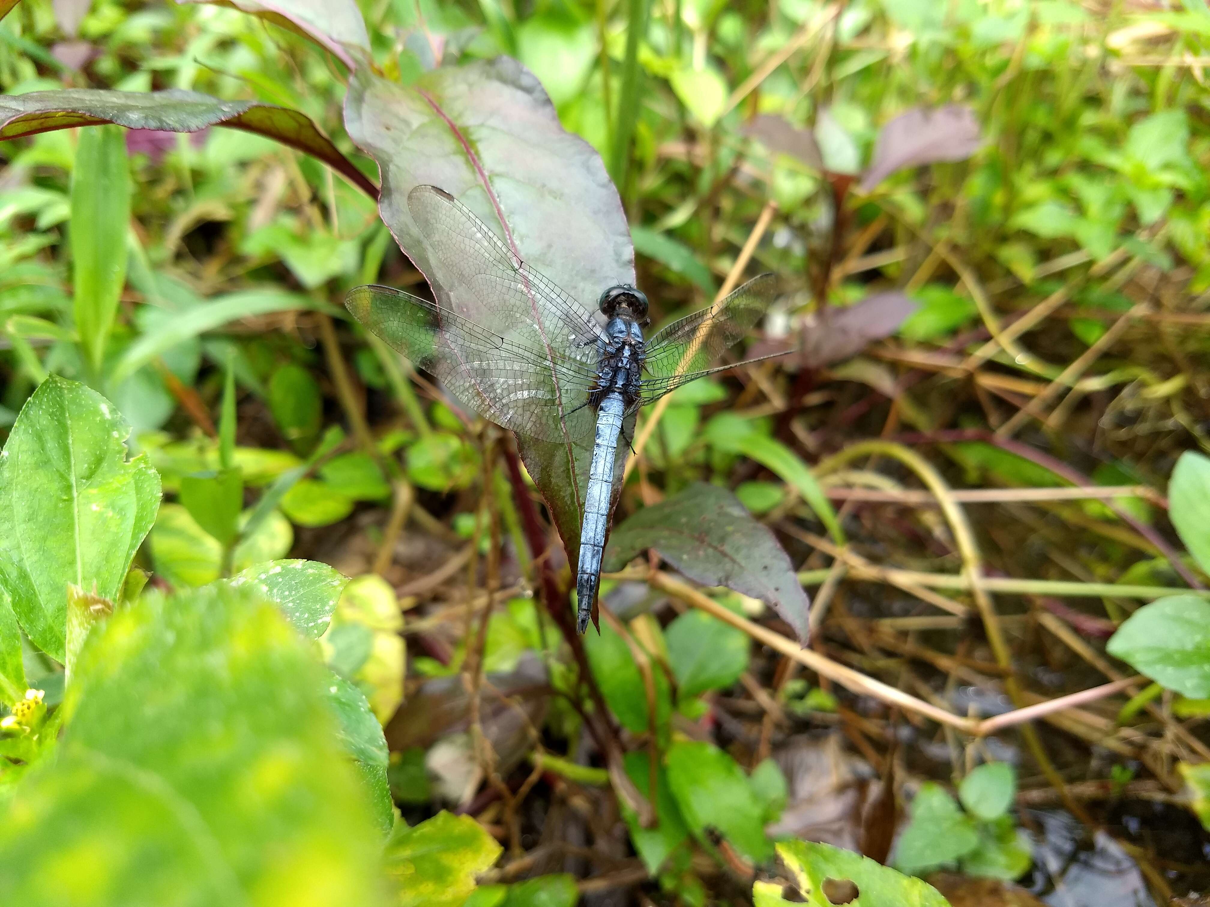 Image of blue marsh hawk